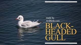 BlackHeaded Gull Chroicocephalus Ridibundus [upl. by Adnuahsar]