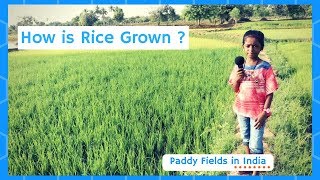 How Does it Grow  Rice  Paddy [upl. by Savory]