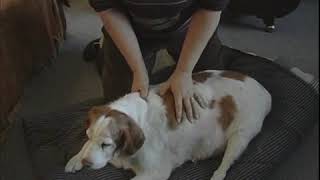 How to Massage a Dogs Spine [upl. by Eetnwahs]