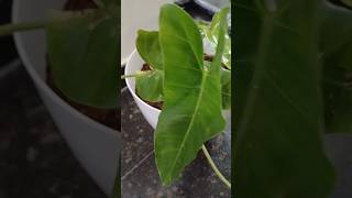 Philodendron plant 🪴 plant repotting garden gardening indoorplantcare indoorplants trending [upl. by Randall]