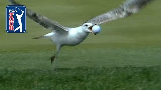 Best bird moments on the PGA TOUR [upl. by Alyson701]