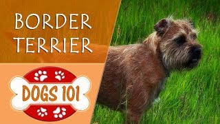 Dogs 101  BORDER TERRIER  Top Dog Facts About the BORDER TERRIER [upl. by Muhcan]