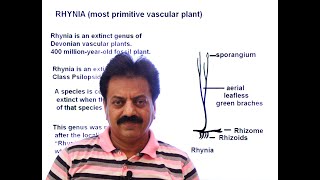First Year  Chapter 9  Kingdom Plantae  Part 7  Rhynia [upl. by Enenaej589]