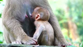 This Baby Monkeys Reaction Will Make Your Day [upl. by Mik]