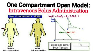 One Compartment Open Model Intravenous Bolus Administration [upl. by Aikemehs]