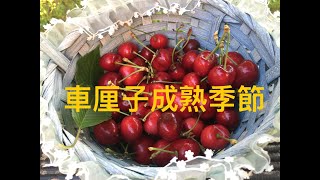 車厘子的食用禁忌要注意 [upl. by Lavud]