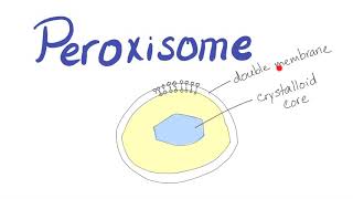 Peroxisome  What’s the function [upl. by Riddle577]