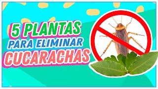 Plantas para eliminar las cucarachas de tu casa [upl. by Mckale870]