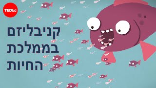 קניבליזם בממלכת החיות – ביל שוט [upl. by Adalheid215]