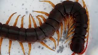 VIETNAM GIANT CENTIPEDE Scolopendra dehanni [upl. by Ogden195]