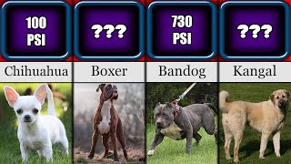 Dog Breeds With Strongest Bite Force  Comparison [upl. by Nosyarg]