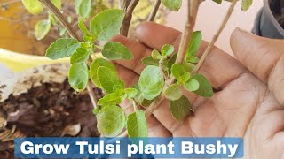 How to grow Tulsi plant Bushy Grow Tulsi plant fast and easy [upl. by Jer]