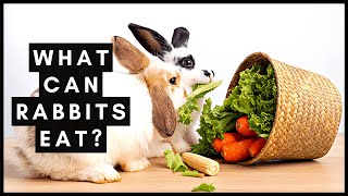 What Can Rabbits Eat [upl. by Anders]