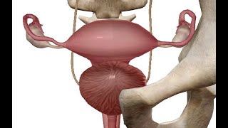 Shrink FIBROIDS Little Known Scientific Fix 2024 [upl. by Artnoed]