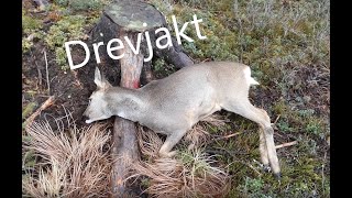 Drevjakt Rådjur [upl. by Lamori]