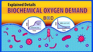 Biochemical Oxygen Demand BOD Explained details Animation [upl. by Susejedesoj]