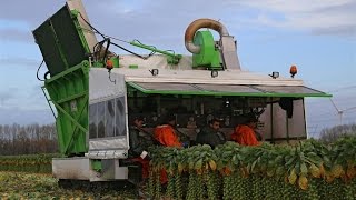 The story of the Brussels sprout  The sprout roller coaster  Gebr Herbert Zeewolde [upl. by Meehahs]