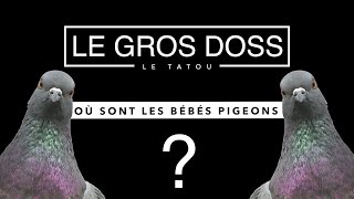 Pourquoi ne voiton jamais de bébés pigeons [upl. by Aret827]