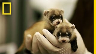 Ferret ​Babies Key to Species Rebound  National Geographic [upl. by Inek503]