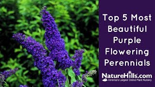 Top 5 Most Beautiful Purple Flowering Perennials  NatureHillscom [upl. by Crin576]