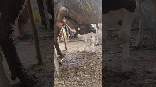 calf feeding mother milk mashallah ytshorts viral [upl. by Ahsirtap]