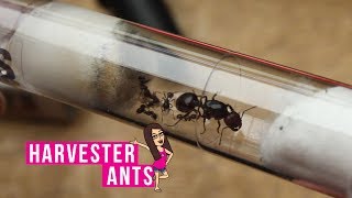 New Messor Barbarus Harvester Ant Colony [upl. by Abramson]