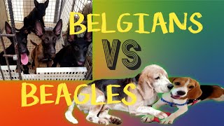 BELGIANS VS BEAGLE • WHOSE THE GREAT RUNNER💖byCON AMIGAS [upl. by Nitnerb]