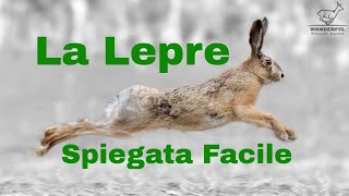 Lepre Lepus Europaeus Spiegata Facile [upl. by Suiradal]