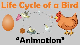 BIRD LIFE CYCLE  Animation [upl. by Eustasius]