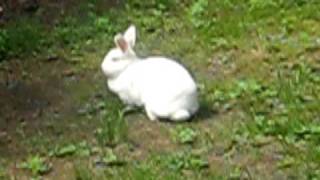 bunnybunbun the rabbit hopping around the yard [upl. by Analaj]