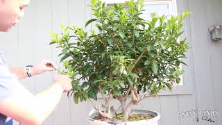 Pruning Cestrum Nocturnum aka Night Blooming Jasmine after bloom [upl. by Anelam]