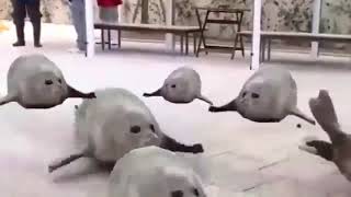 Bouncing seals 1 hour [upl. by Butler]