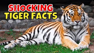 11 Shocking Facts About Tigers The Largest Cats in the World [upl. by Lundgren]