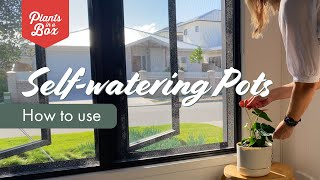 HOW TO Pot your plants into a Selfwatering Pot [upl. by Rahm]