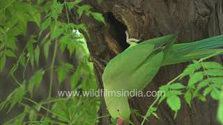 No parrots found in India This is the common Roseringed Tota or Parakeet seen in a city park [upl. by Odlaumor]