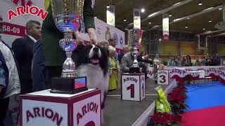 Exposición Nacional Canina Alicante 2019 [upl. by Ailecara]