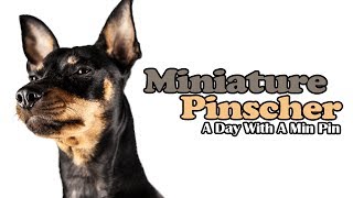 MINIATURE PINSCHER  A DAY WITH A MIN PIN [upl. by Kovacev]