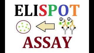 ELISPOT Assay [upl. by Gomer]