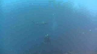 Scuba Diving with Hammerheads in Flower Garden Banks Gulf of Mexico [upl. by Ahsikin938]