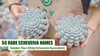 My Rare Echeveria Succulent Collection with ID  Garden Tour EP5  9 Years Living with Succulents [upl. by Rahman]