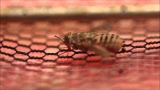 Female Tsetse Fly Feeding 3 [upl. by Nedak]