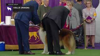 Collies Rough  Breed Judging 2019 [upl. by Elise]