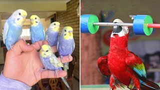 Smart And Funny Parrots Parrot Talking Videos Compilation 2024  Cute Birds 48 [upl. by Niveb]