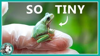 New Baby Tree Frog [upl. by Jordanna]