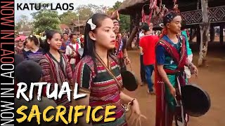 The People of Laos Who Still Practice RITUAL SACRIFICE  Now in Lao [upl. by Nhepets]