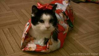 How To Wrap A Cat For Christmas [upl. by Illa]