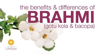 The Benefits amp Differences Between Brahmi Gotu Kola and Bacopa  John Douillards LifeSpa [upl. by Ennovaj880]