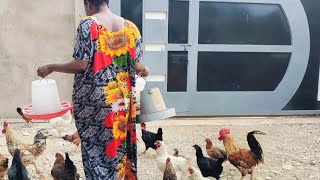 What our morning looks like around our poultry farm  this is truly a family affair  poultry farm [upl. by Atinehs]