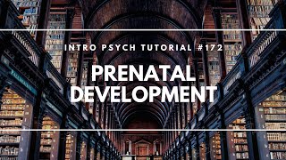 Prenatal Development Intro Psych Tutorial 172 [upl. by Thamos]