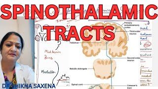 Spinothalamic tracts Anterior and Lateral Spinothalamic Ascending Tracts [upl. by Anatak]